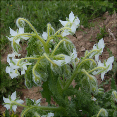 CYBEXIS LX-98 - White Borage - (150 Seeds) Seed(150 per packet)