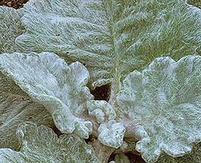 WILLVINE PAU-331 Salvia Sage Argentea Seed(200 per packet)