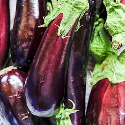 KNESSiN (BIO) Brinjal Black Beauty (400 Seeds) Seed(400 per packet)