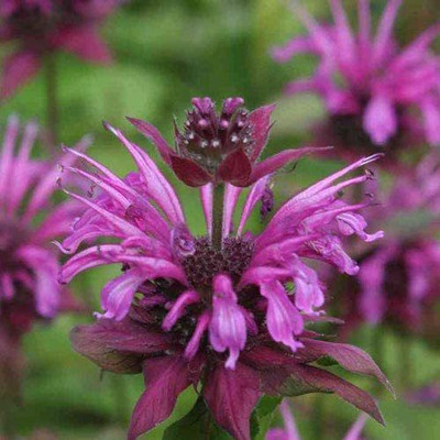 WILLVINE XLL-362 Herb Lemon Bee Balm (Lemon Mint) Seed(200 per packet)