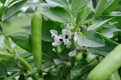 WANCY Organic Bakla/Broad Beans Vegetable Seed(25 per packet)