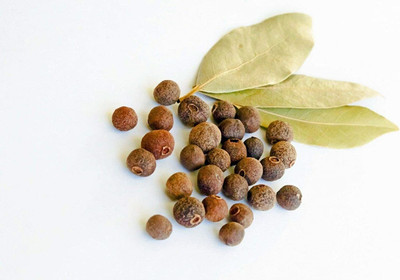 WILLVINE XL-14 Allspice Jamaican Pepper Spice Seed(100 per packet)