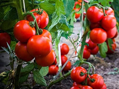 BDSresolve Indian tomato seeds (Tomato seeds) PCK OF 119 Seed(119 per packet)