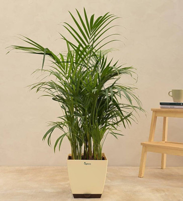 ibains Areca plant seeds Seed(37 per packet)