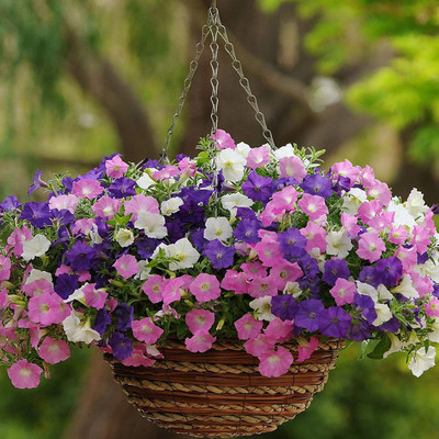 ACCELCROP Pansy Butterfly Beautiful Flower Seeds In Different Colors F1 Hybrid Seed(60 per packet)
