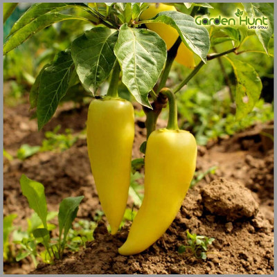 WILLVINE SYN -II Hungarian Wax (Banana Pepper) Yellow Chilli [2.5gm, 500 Seeds] Seed(500 per packet)