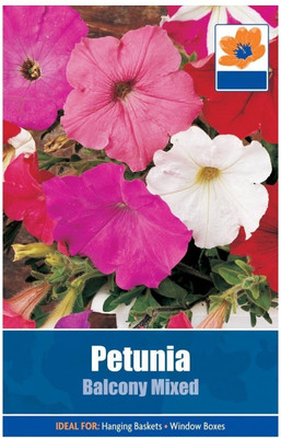 CYBEXIS Petunia 'Fancy Pants' Seed(50 per packet)