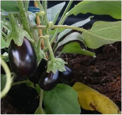 KNESSiN F1 Hybrid Patio Baby Brinjal Eggplant ( Seeds) Seed(1000 per packet)