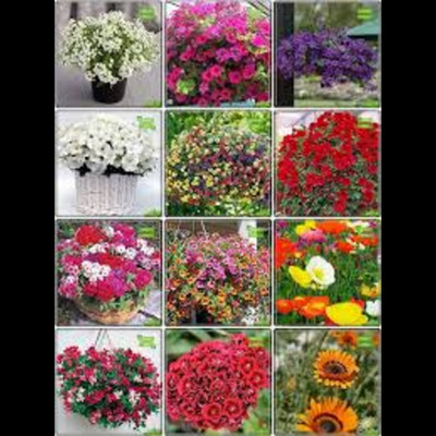 ibains Flower seeds combo pack for summer Seed(61 per packet)