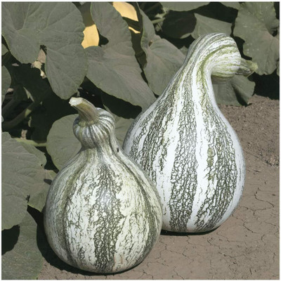 Qualtivate HUA-8A Cushaw Green Striped Pumpkin Seeds Seed(50 per packet)