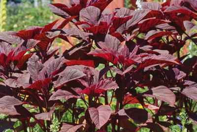 BJUBAS Red spinach seeds pack of 1400 Seed(1400 per packet)