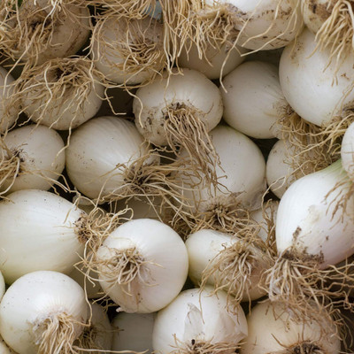 Qualtivate PUA-6A Onion - Early White Grano PRR Seed(500 per packet)
