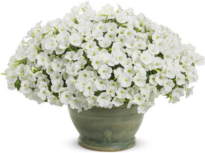 Quentova White Petunia-VOX-9B Seed(100 per packet)