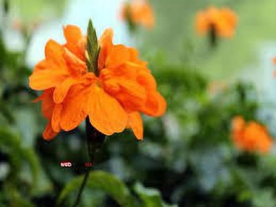 Oliver kanakambaram,firecracker,tropical flame,orange colour flower seed Seed(25 per packet)