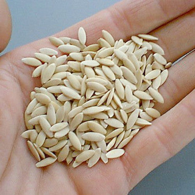 SeeGreen Cucumber Seeds for Home Gardening, F1 Hybird Seeds for Farming Seed(50 per packet)