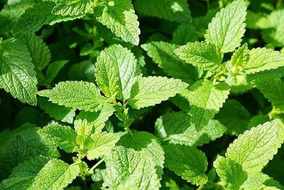 LPR PUDINA,MINT Seed(30 per packet)