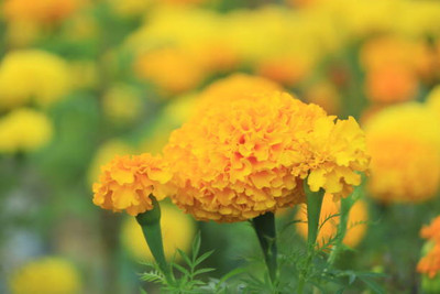 Oliver marigold/gende ka phool flower seeds Seed(50 per packet)