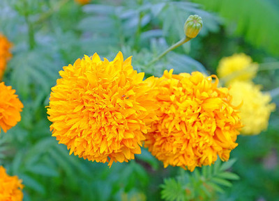 JimLax marigold/gende ka phool flower seeds Seed(50 per packet)