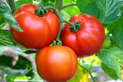 Kodali Hybrid F1 Tomato Seeds Pack Of 134 Seed(134 per packet)