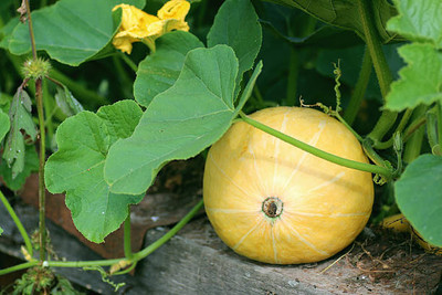Kodali Hybrid F1 Pumpkin Seed Pack Of 39 Seed(39 per packet)