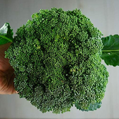 WILLVINE AGRI -XII Waltham 29 Broccoli Seeds Organic [1g]- 300 Seeds Seed(1 g)