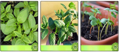 CYBEXIS Kitchen Garden Combo Lemon Basil, Mint, Cress Common Seed(5 g)