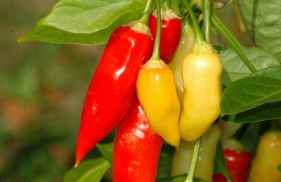 CYBEXIS Crystal Pepper Vegetable Seeds600 Seeds Seed(600 per packet)