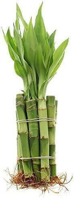 Botanicartsy bamboo Seed(1 per packet)