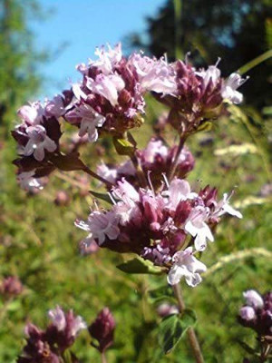 CYBEXIS XLR-6 - True Greek Oregano - (450 Seeds) Seed(450 per packet)