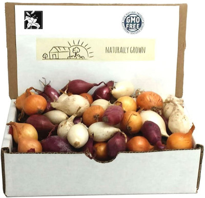 Qualtivate GBPT-6A Mixed Red, White and Yellow Onion Seed(500 per packet)