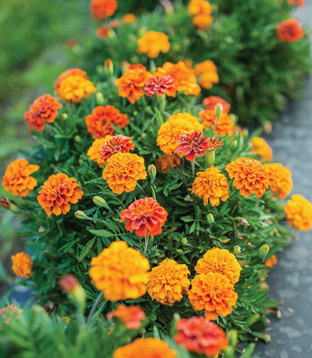 CYBEXIS XLL-1 - Triple Treat Marigold - (250 Seeds) Seed(250 per packet)
