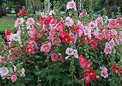 MAA Holly Hock Seed(24 per packet)