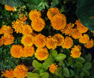iyurvadik marigold/gende ka phool flower seeds Seed(50 per packet)