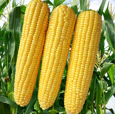 HYBRID 500g corn seeds Highest yield variety long bhutta Seed(500 g)
