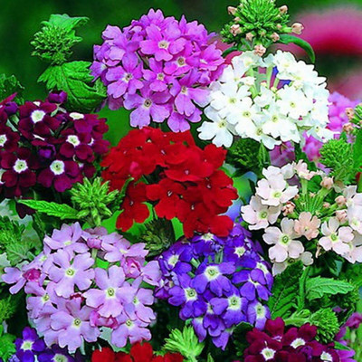 AMAJIT Verbena flower Seeds,Verbena plant Seeds,Vervain Garden flower Seeds Seed(40 per packet)