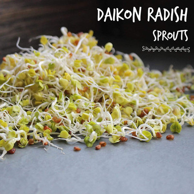 VibeX PAU-28 - Daikon Radish Sprouting - (750 Seeds) Seed(750 per packet)