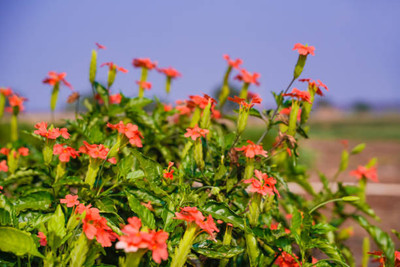 Nema kanakambaram-firecracker-crossandra Seed(32 per packet)