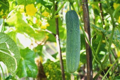 AFARTIOBINA 43 PCS CUCUMBER SEEDS Seed(43 per packet)