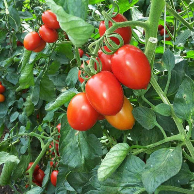 ibains Roma tomato seeds Seed(140 per packet)