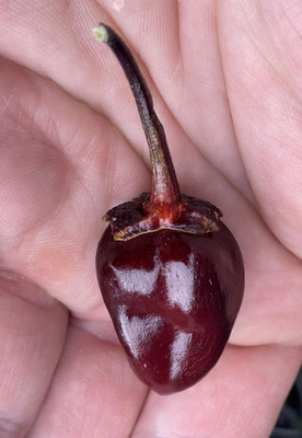 Biosnyg High Yield Purple Bubblegum Pepper Seeds for Home Gardening-(4000 Seeds) Seed(4000 per packet)