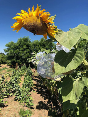 VibeX NBIR-8 - Russian Mammoth Sunflower - (1350 Seeds) Seed(1350 per packet)