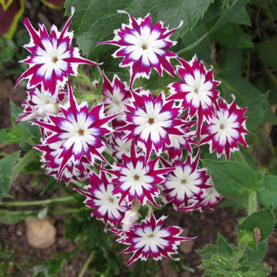 Lorvox PHLOX TWINKLE STAR MIXED FLOWER Seed(12 per packet)