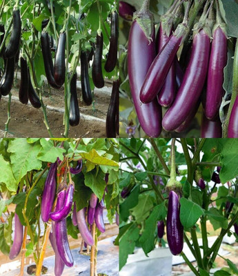 ibains Green hybrid brinjal seeds beez 37 Seed(67 per packet)