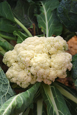 KOO Retails white cauliflower,gobhee seeds Seed(13 per packet)
