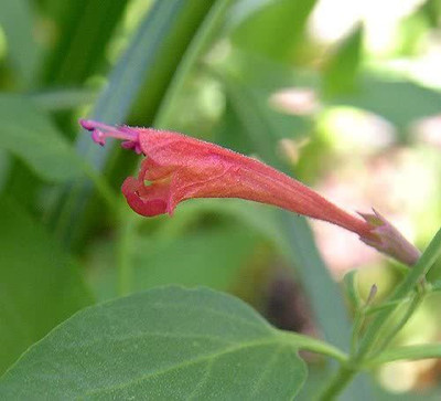 VibeX NBIR-42 - RED AGASTACHE 'HEATHER QUEEN' Mint - (1350 Seeds) Seed(1350 per packet)