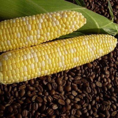 WILLVINE PUAS -X Sweet Corn Cuppa Joe F1-[500g] Seed(2000 per packet)