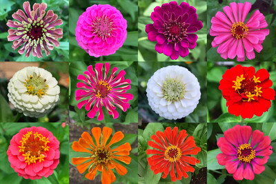 LIFELEX Zinnia / Jinniya / Sinniya - Double Mixed Flower Seed(64 per packet)