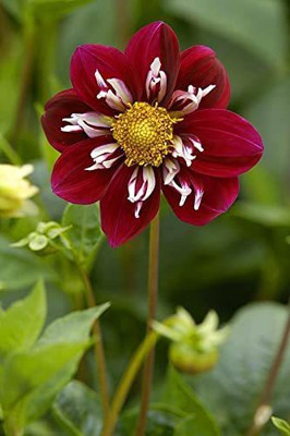 CYBEXIS NBIR-25 - Dahlia |Rare Red and White Point Dahlia - (60 Seeds) Seed(60 per packet)