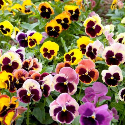 OGIVA Pansy Swiss Giant Mix Flower Seed(200 per packet)