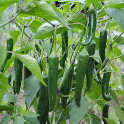 SeeGreen F1 Hybird Chilli Seeds, Green Chilli, Hot Paper Chilli, Organic Chilli Seed(150 per packet)